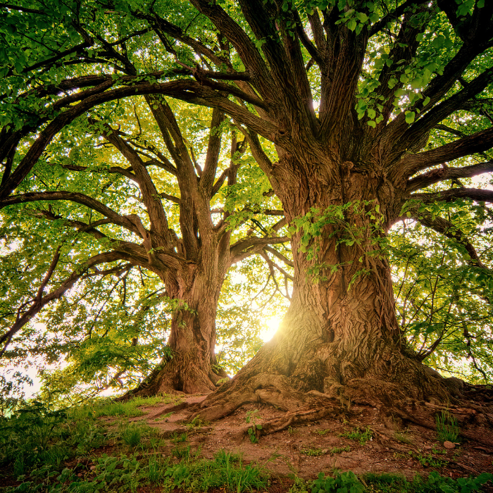 Natura